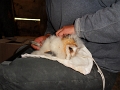 20110617 RINGING FOUR BABY OWLS AT LE BOSQUET 05